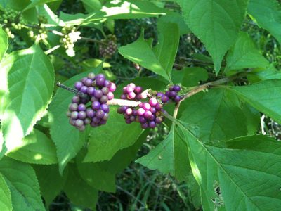 American Beautyberry