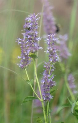 Anise Hyssop