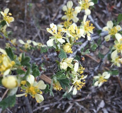 Antelope Bitterbrush