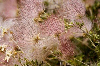 Apache Plume