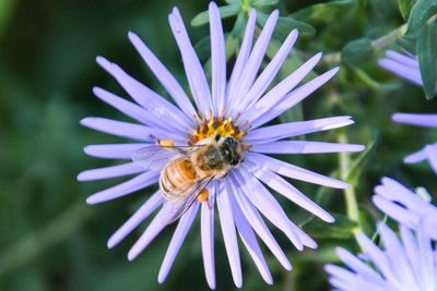 Aromatic Aster