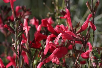 Autumn Sage