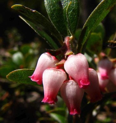 Bearberry