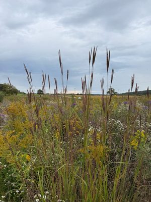 Big Bluestem