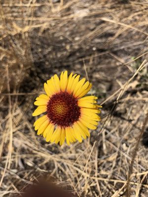 Blanketflower