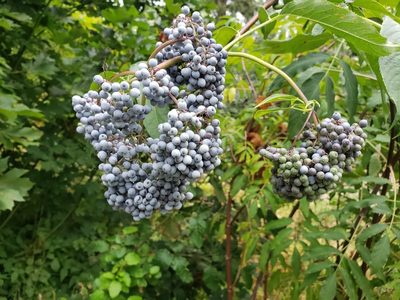 Blue Elderberry