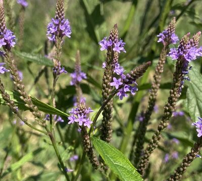 Blue Vervain