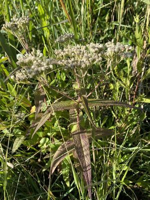 Common Boneset