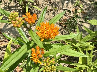 Butterfly Weed