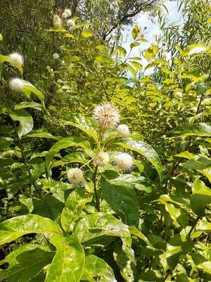 Buttonbush