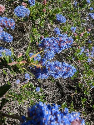California Lilac