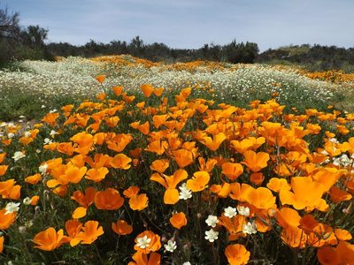 California Poppy