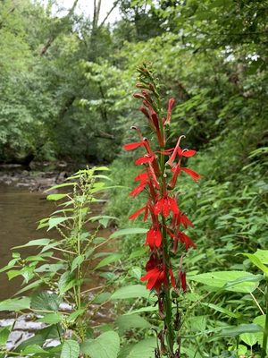 Cardinal Flower