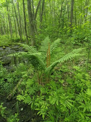 Cinnamon Fern