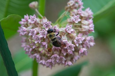 Common Milkweed
