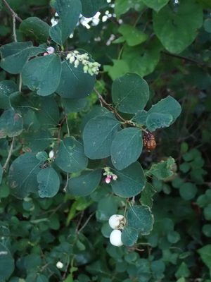 Common Snowberry