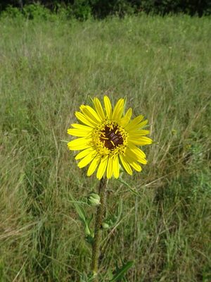 Compass Plant