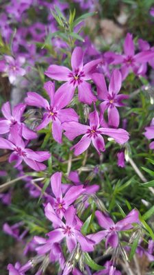 Creeping Phlox