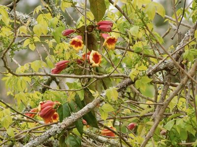 Crossvine