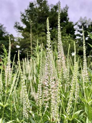 Culver's Root