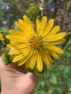 Cup Plant