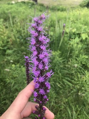 Dense Blazing Star