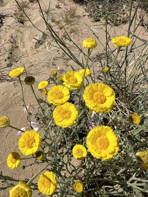 Desert Marigold