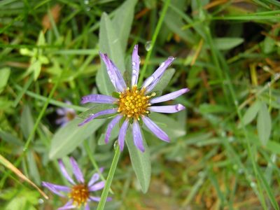 Douglas Aster