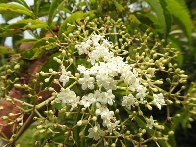 American Elderberry