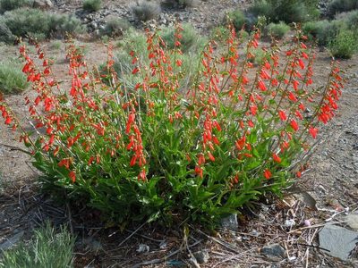 Firecracker Penstemon