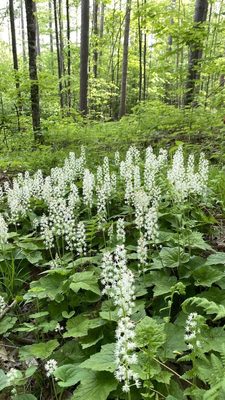 Foamflower