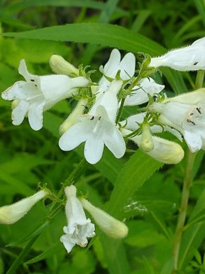 Foxglove Beardtongue