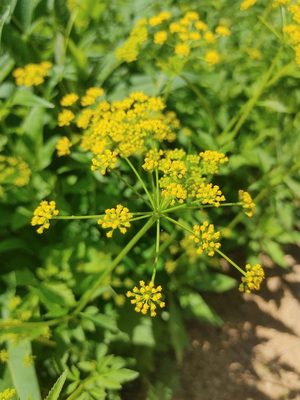 Golden Alexanders