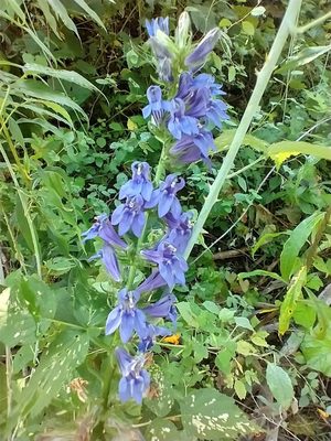 Great Blue Lobelia