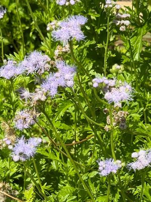 Gregg's Mistflower