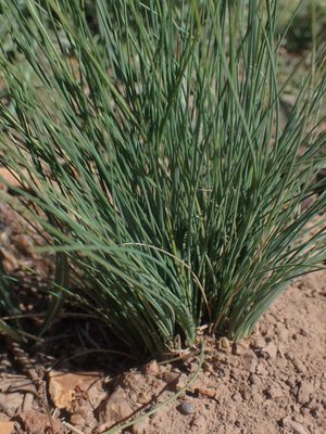 Idaho Fescue