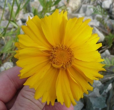 Lanceleaf Coreopsis