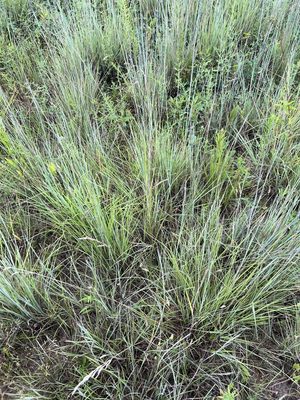 Little Bluestem