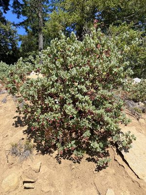 Hairy Manzanita