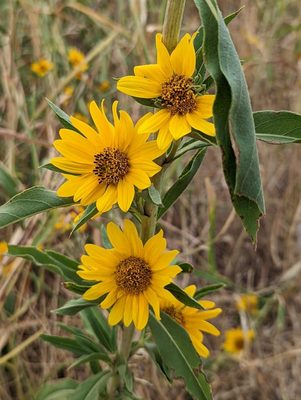 Maximilian Sunflower