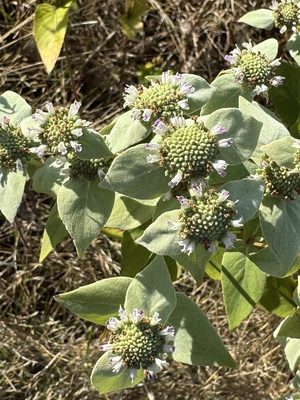 Short-Toothed Mountain Mint