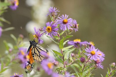 New England Aster