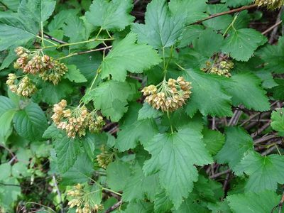 Ninebark