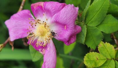 Nootka Rose