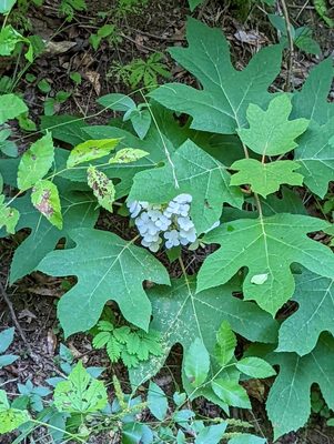 Oakleaf Hydrangea