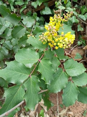 Oregon Grape