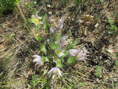 Pasque Flower