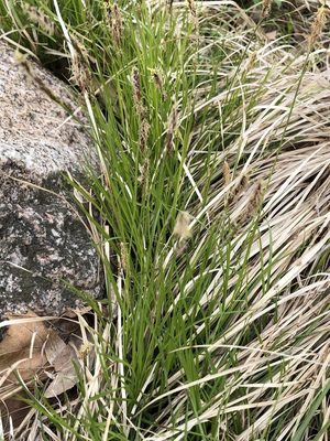 Pennsylvania Sedge