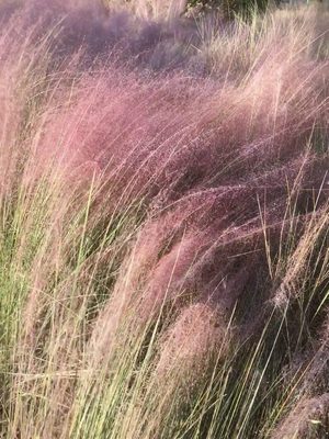 Pink Muhly Grass