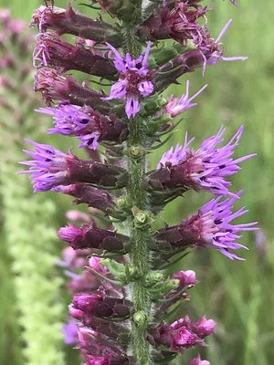 Prairie Blazing Star